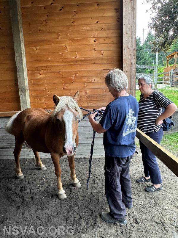 CFFD, NSVAC and NSPD learning how to handle loose horses!